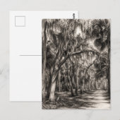 Alte Florida-Eiche-Hammock Graphit-Skizze | Rockle Postkarte (Vorne/Hinten)
