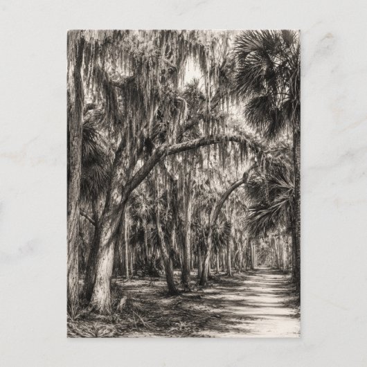 Alte Florida-Eiche-Hammock Graphit-Skizze | Rockle Postkarte (Vorderseite)