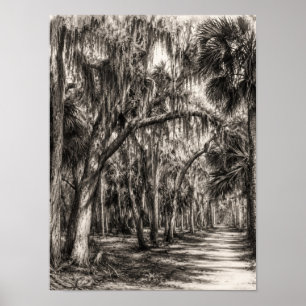 Alte Florida-Eichenhammock-Graphit-Skizze Rockle Poster