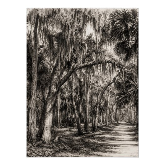 Alte Florida-Eichenhammock-Graphit-Skizze | Rockle Poster (Vorderseite)