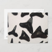 Alte Florida Shark Teeth Jaw Fossilien Postkarte (Vorne/Hinten)
