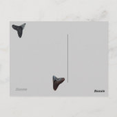 Alte Fossilisierte Hai Teeth Florida Beach Schätze Postkarte (Rückseite)