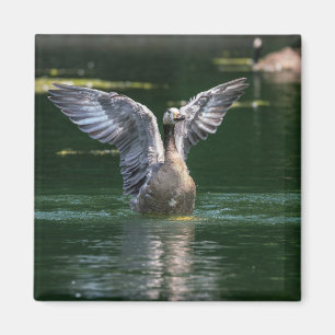 Alte Goose Wing Action Magnet
