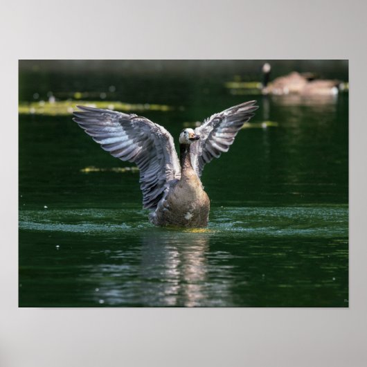 Alte Goose Wing Action Poster (Vorne)