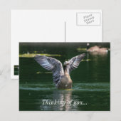Alte Goose Wing Action Postkarte (Vorne/Hinten)