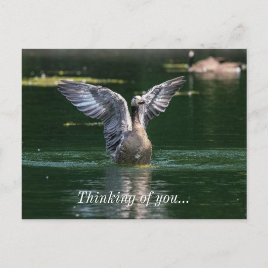 Alte Goose Wing Action Postkarte (Vorderseite)