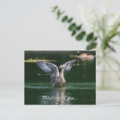 Alte Goose Wing Action Postkarte (Stehend Vorderseite)
