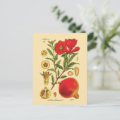 Alte Granatapfel-Illustration Postkarte (Stehend Vorderseite)