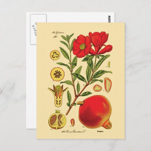Alte Granatapfel-Illustration Postkarte (Vorne/Hinten)