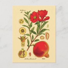 Alte Granatapfel-Illustration Postkarte