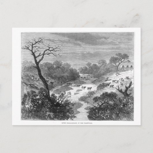 Alte Gravur - Landschaft mit Rindern Postkarte (Vorderseite)