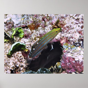 Alte Herrlichkeit Poster