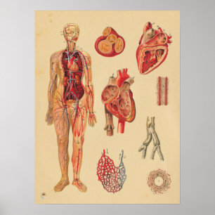 Alte Herzarterien Menschliche Anatomie Medizinisch Poster