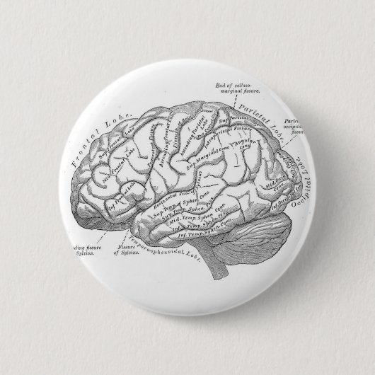 Alte Hirnanatomie Button (Vorderseite)