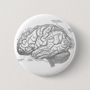 Alte Hirnanatomie Button