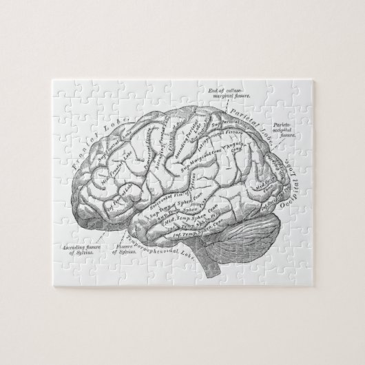Alte Hirnanatomie Puzzle (Horizontal)