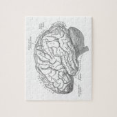 Alte Hirnanatomie Puzzle (Vertikal)