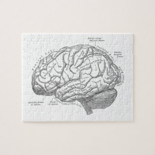 Alte Hirnanatomie Puzzle