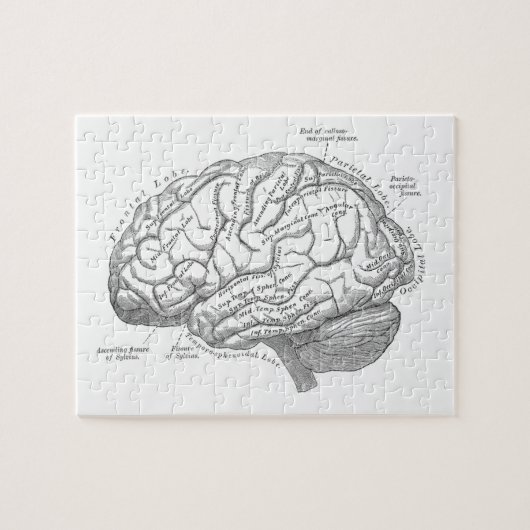 Alte Hirnanatomie Puzzle (Horizontal)