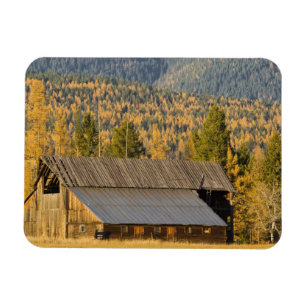 Alte Holzscheune mit Herbsttamaracken in der Nähe Magnet