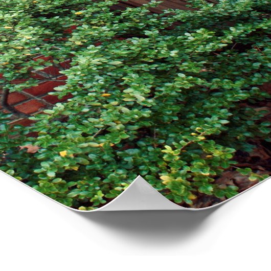 Alte Holztür Poster (Ecke)