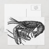 Alte Hummer Zeichnend Postkarte (Vorne/Hinten)