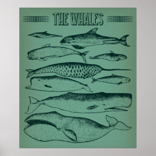 Alte Illustration von Walen Poster