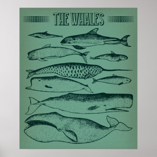 Alte Illustration von Walen Poster (Vorne)