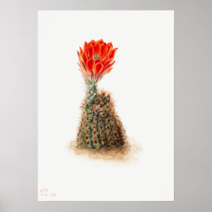 Alte Kakteen-Illustration Poster