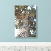 Alte Kiefer Leinwanddruck (Insitu (Holzboden))