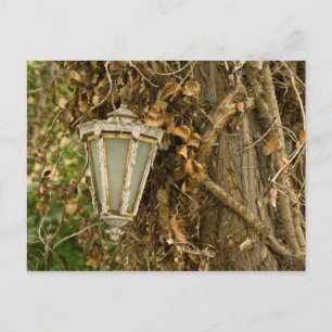 Alte Lampe auf Baum Postkarte