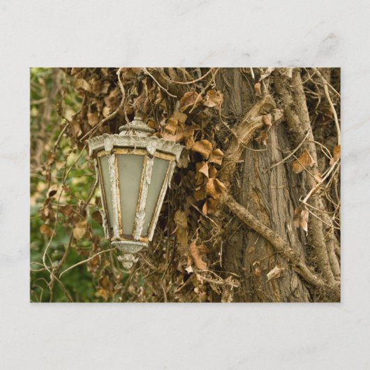 Alte Lampe auf Baum Postkarte (Vorderseite)
