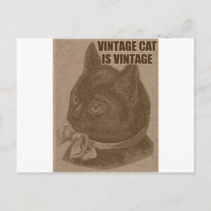 Alte LOLkatze Postkarte