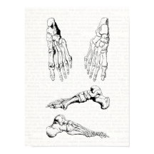 Alte medizinische Kunst menschliche Anatomie Knoch