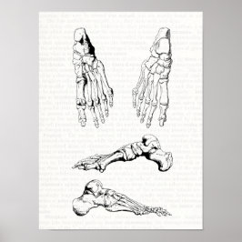 Alte medizinische Kunst menschliche Anatomie Knoch Poster