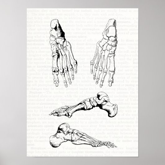 Alte medizinische Kunst menschliche Anatomie Knoch Poster (Vorne)