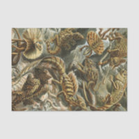 Alte Modeillustration Lacertilia Ernst Haeckels