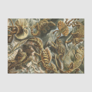 Alte Modeillustration Lacertilia Ernst Haeckels Seidenpapier