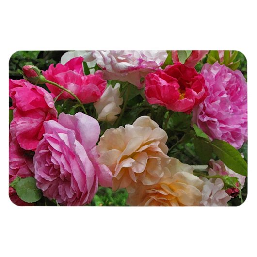 Alte modische Rose Magnet (Horizontal)