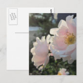 Alte modische Rose Postkarte (Vorne/Hinten)