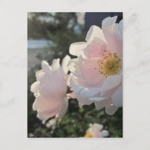 Alte modische Rose Postkarte