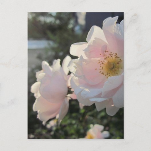 Alte modische Rose Postkarte (Vorderseite)