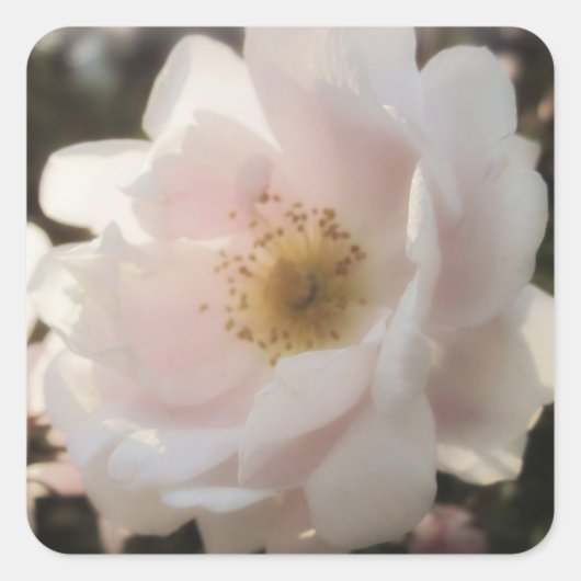 Alte modische Rose Quadratischer Aufkleber (Vorderseite)