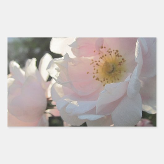 Alte modische Rose Rechteckiger Aufkleber (Vorderseite)