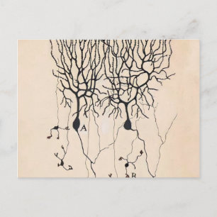 Alte Neuron-Zeichnung von Santiago Ramón y Cajal Postkarte