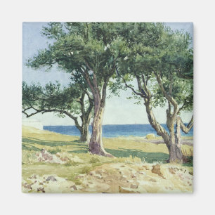 Alte Olivenbäume, Bordighera Magnet