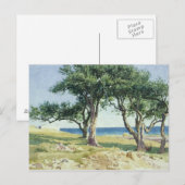 Alte Olivenbäume, Bordighera Postkarte (Vorne/Hinten)