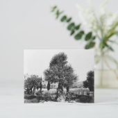 Alte Olivenbäume im Garten von Gethsemane Postkarte (Stehend Vorderseite)