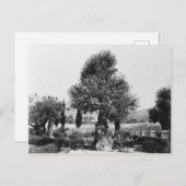 Alte Olivenbäume im Garten von Gethsemane Postkarte (Vorne/Hinten)