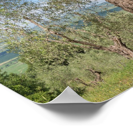 Alte Olivenbäume in der Toskana Poster (Ecke)